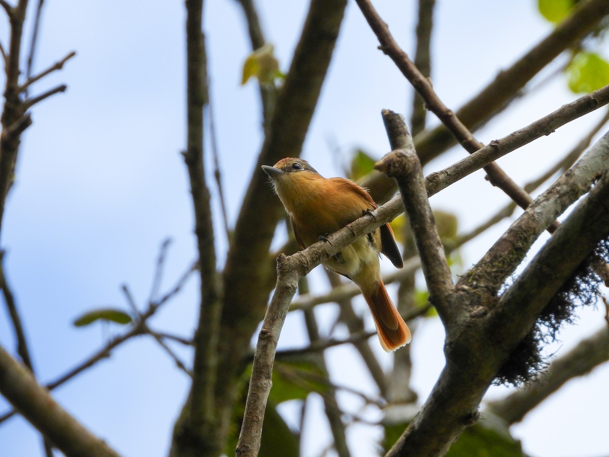 Chestnut-crowned Becard - ML642008822