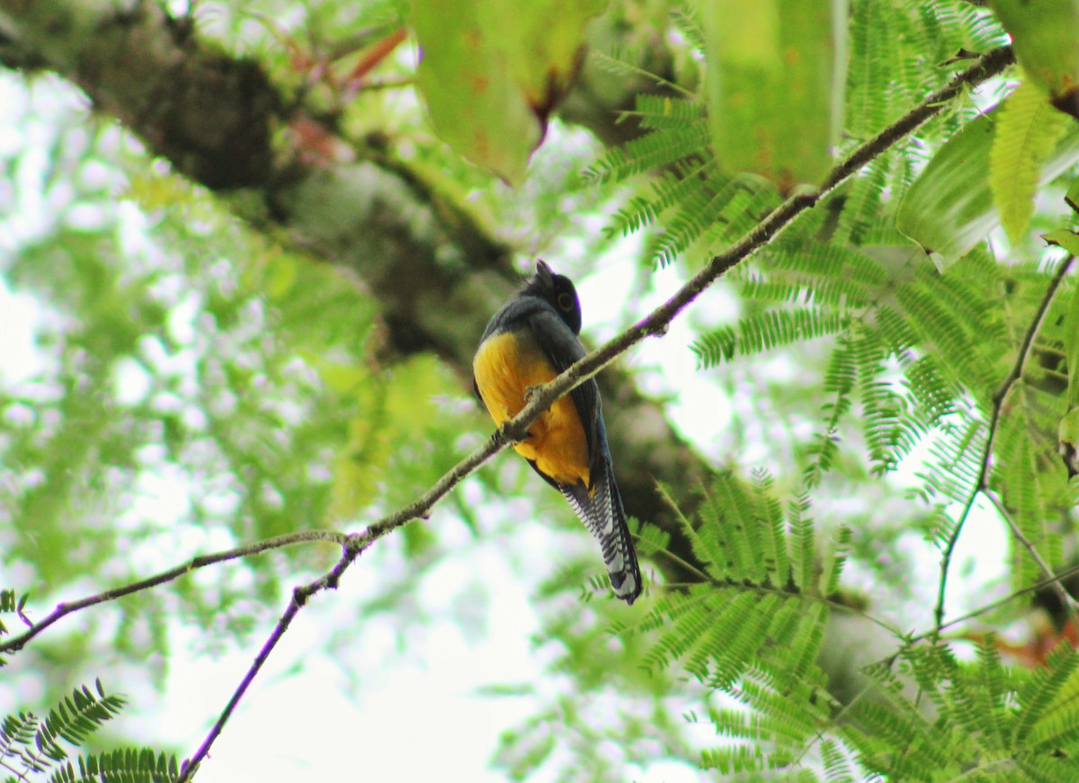 Gartered Trogon - ML642008823