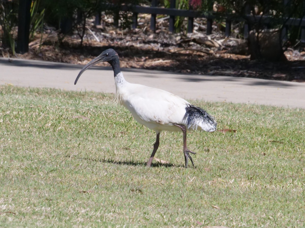 Australian Ibis - ML642008826
