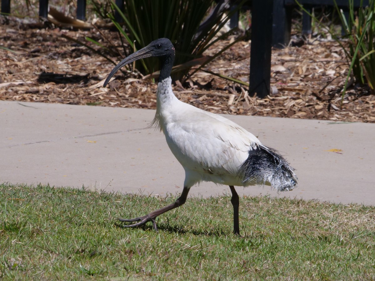 Australian Ibis - ML642008827