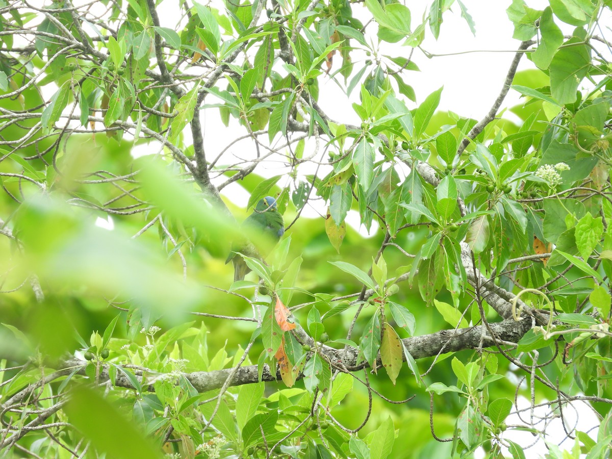 Blue-capped Fruit-Dove - ML642008844