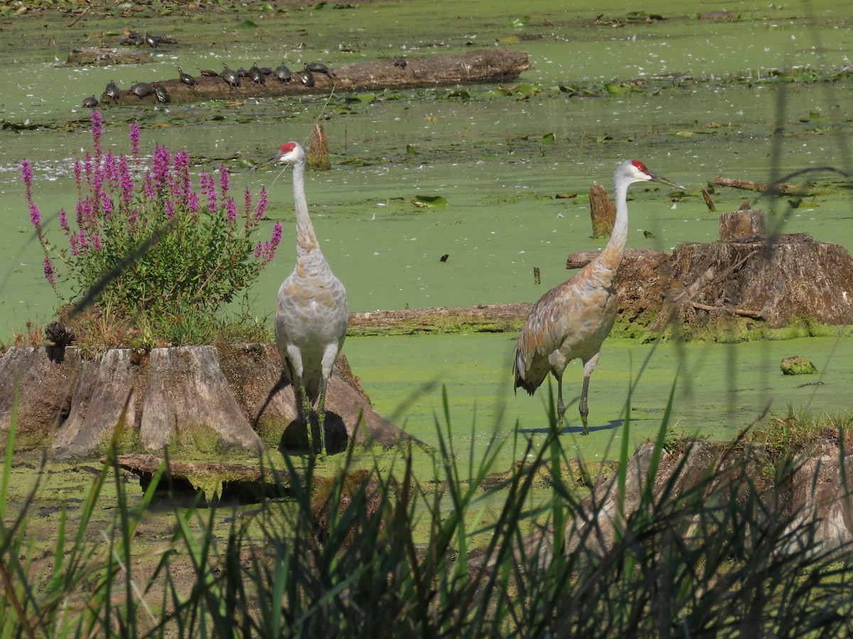 Sandhill Crane - ML642008846