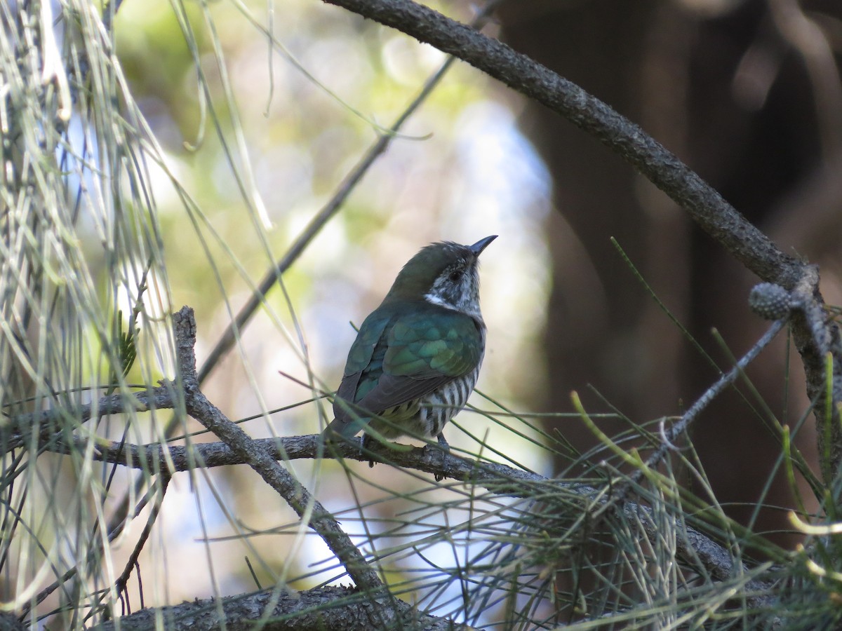 Shining Bronze-Cuckoo - ML642008847