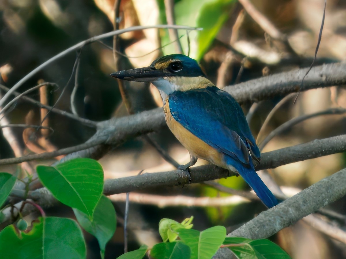 Sacred Kingfisher - ML642008848
