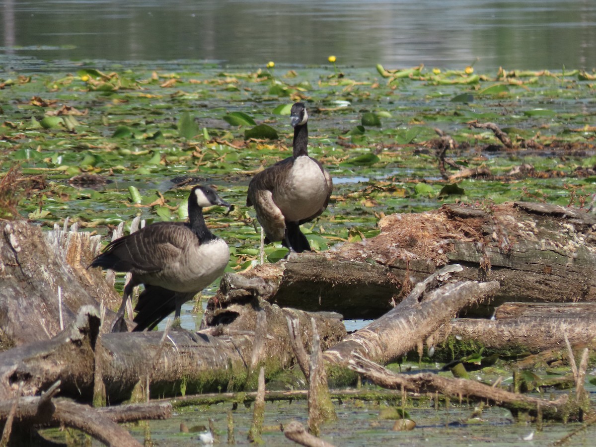 Canada Goose - ML642008854