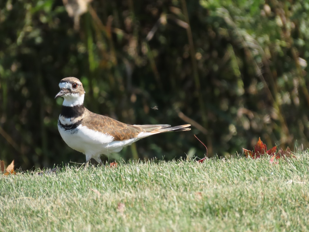 Killdeer - ML642008855