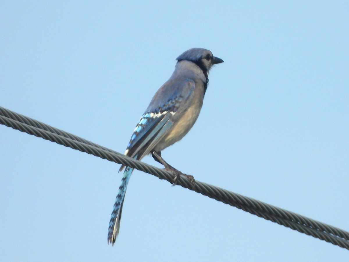 Geai bleu - ML642008859