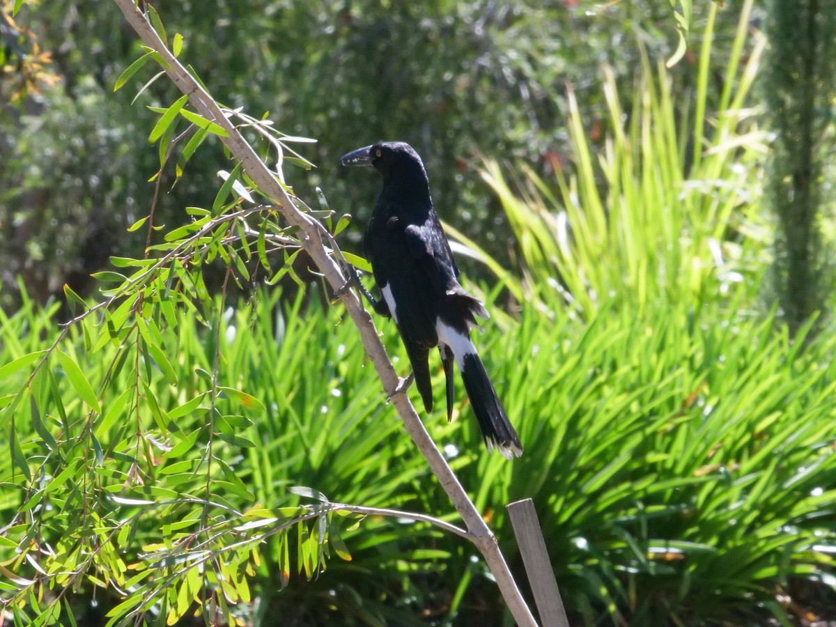 Pied Currawong - ML642008862