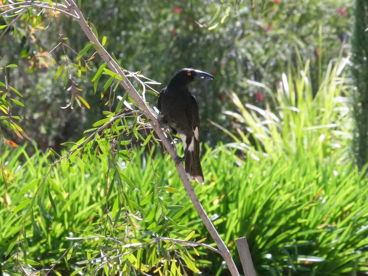 Pied Currawong - ML642008863