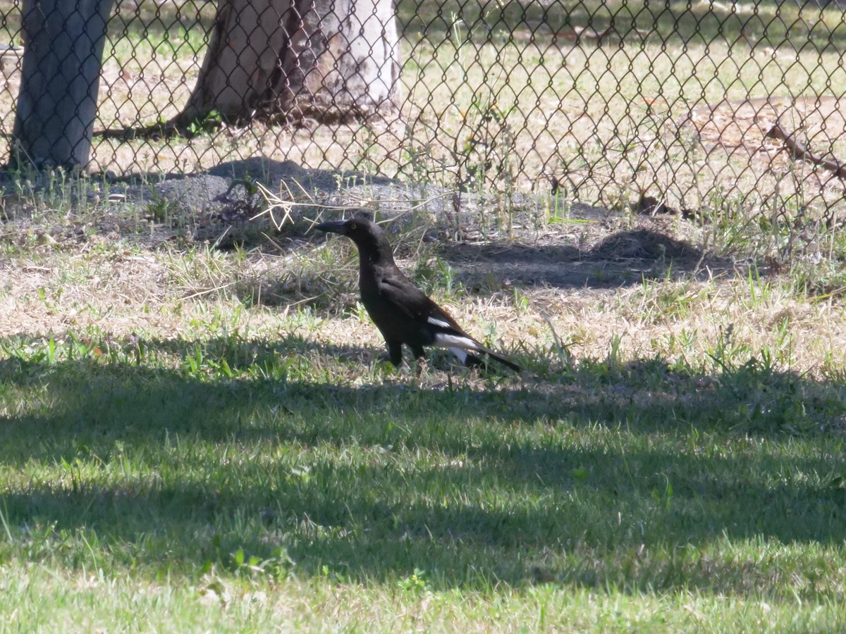 Pied Currawong - ML642008864