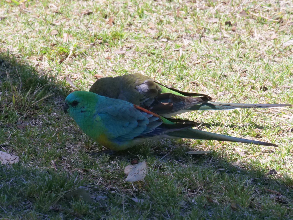 Red-rumped Parrot - ML642008865