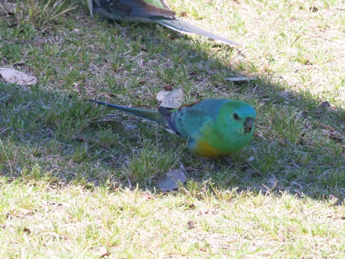 Red-rumped Parrot - ML642008866