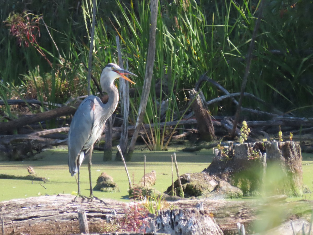 Great Blue Heron - ML642008867