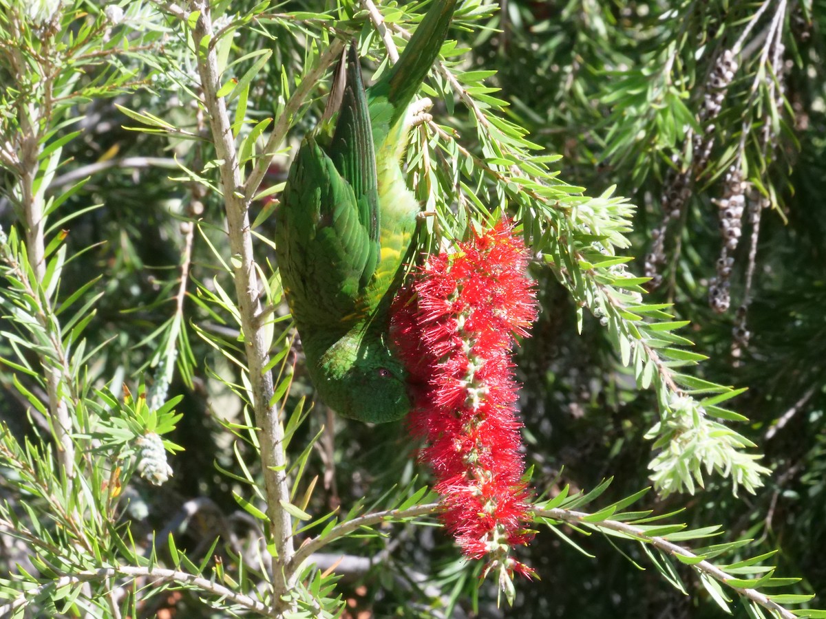 Scaly-breasted Lorikeet - ML642008868