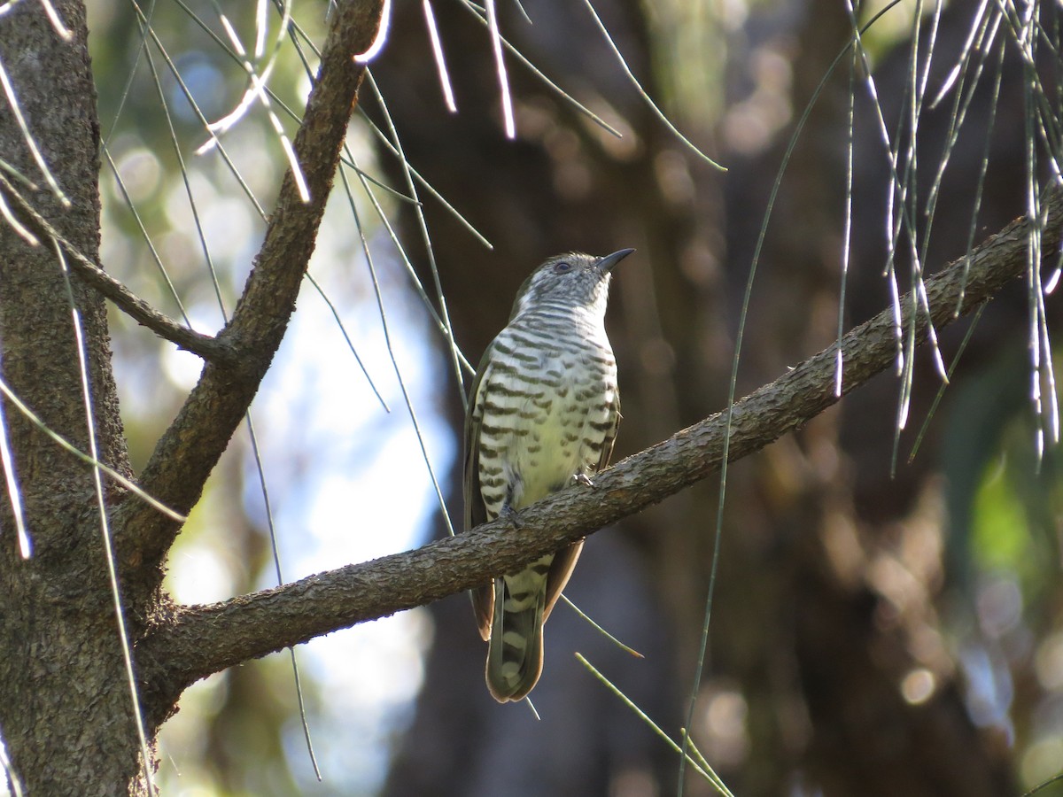 Shining Bronze-Cuckoo - ML642008869