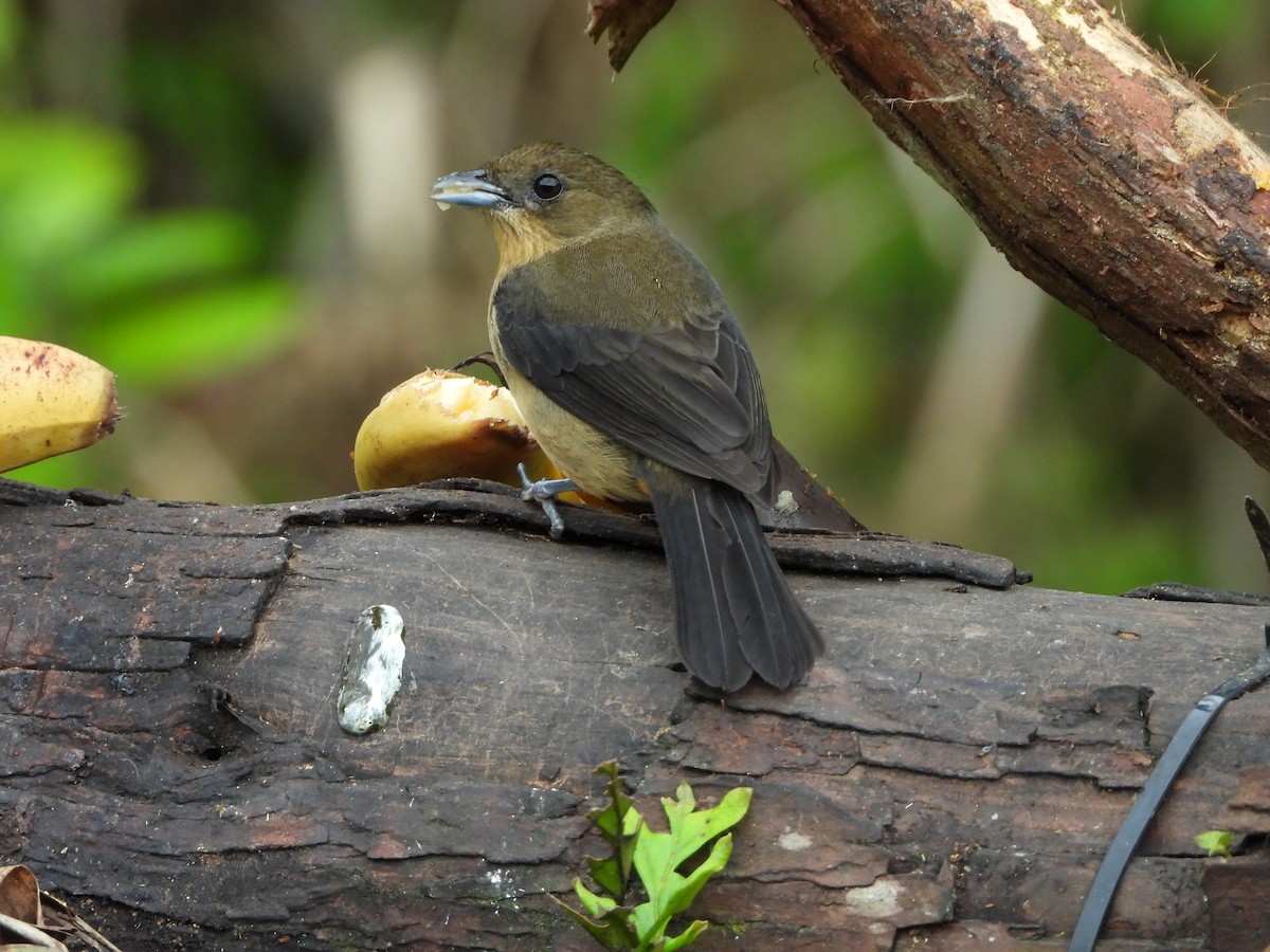 Black-goggled Tanager - ML642008870