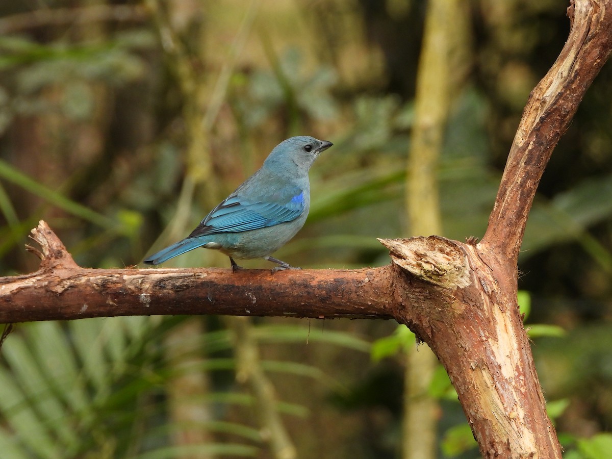Azure-shouldered Tanager - ML642008871