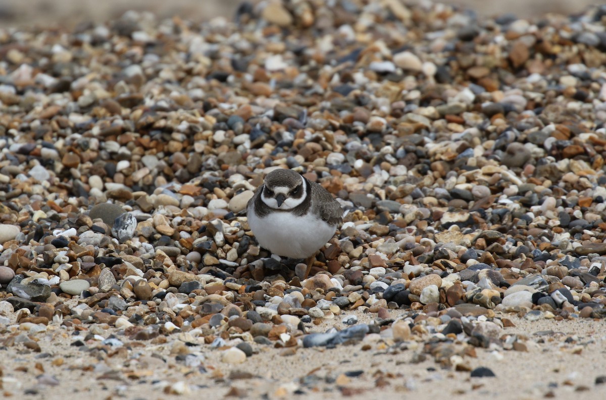 Common Ringed Plover - ML642008873
