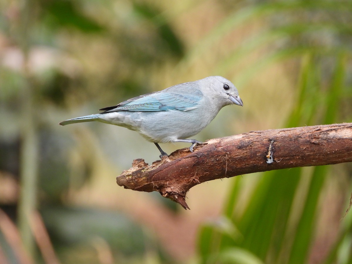 Sayaca Tanager - ML642008874
