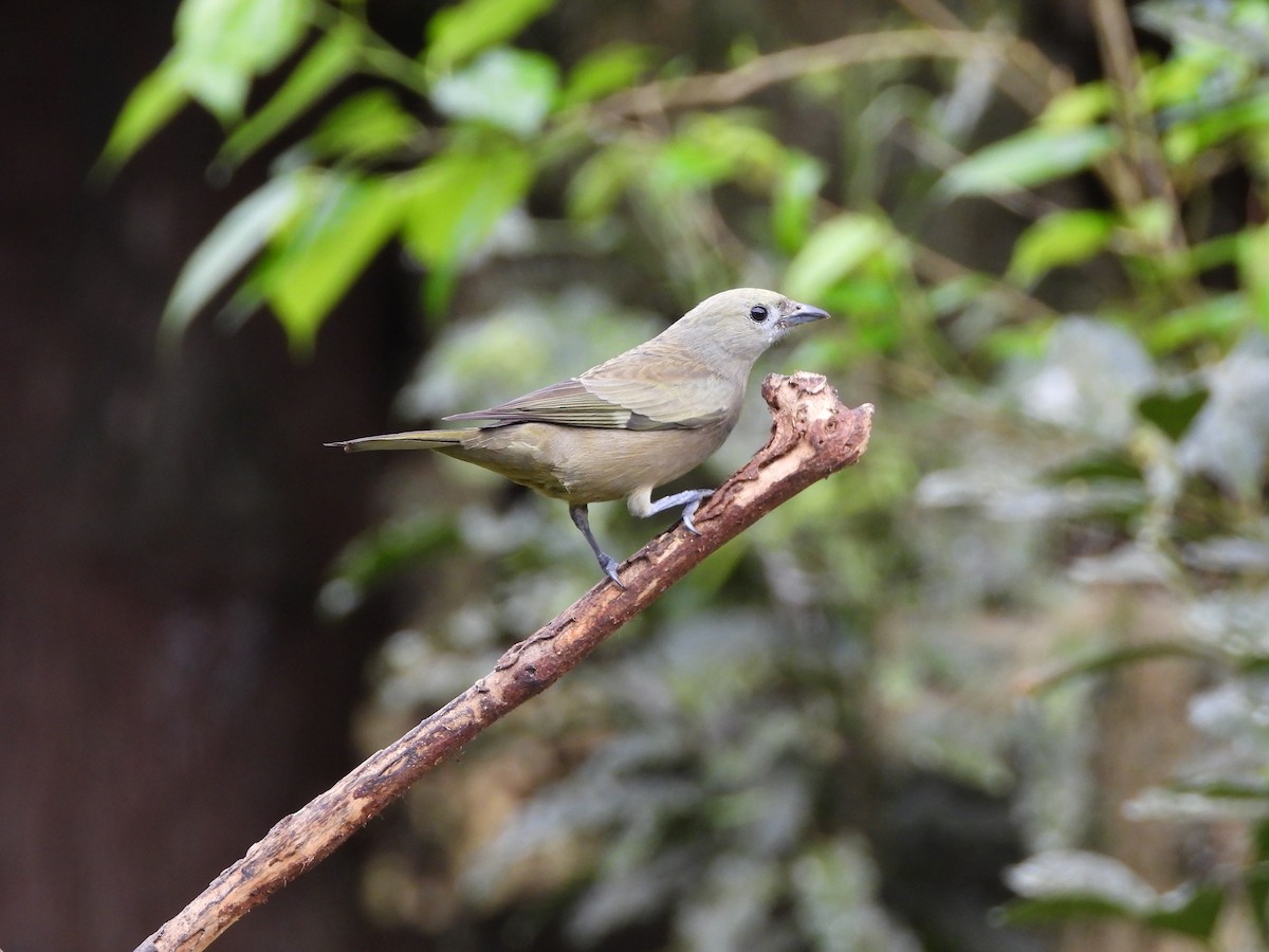Palm Tanager - ML642008875