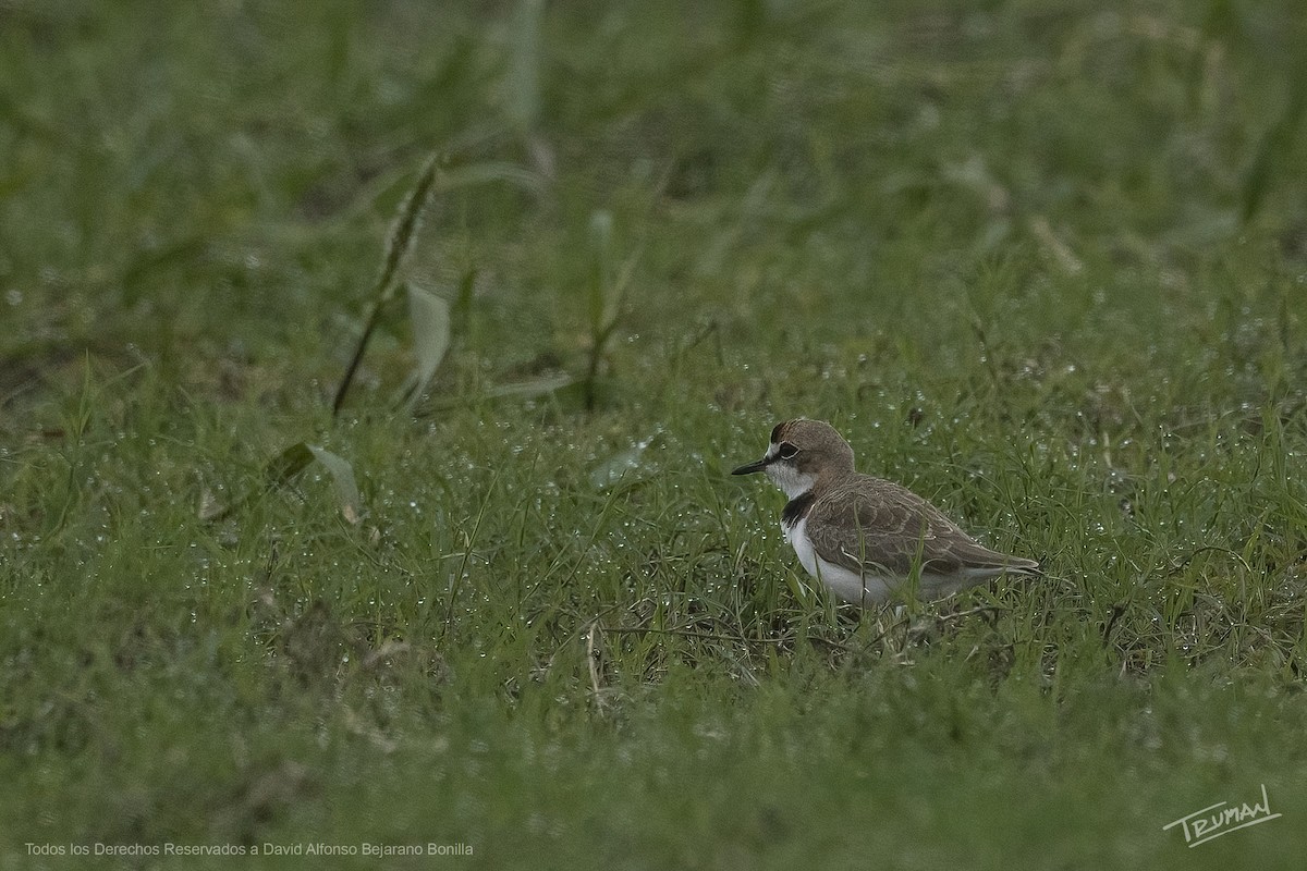 Collared Plover - ML642008876