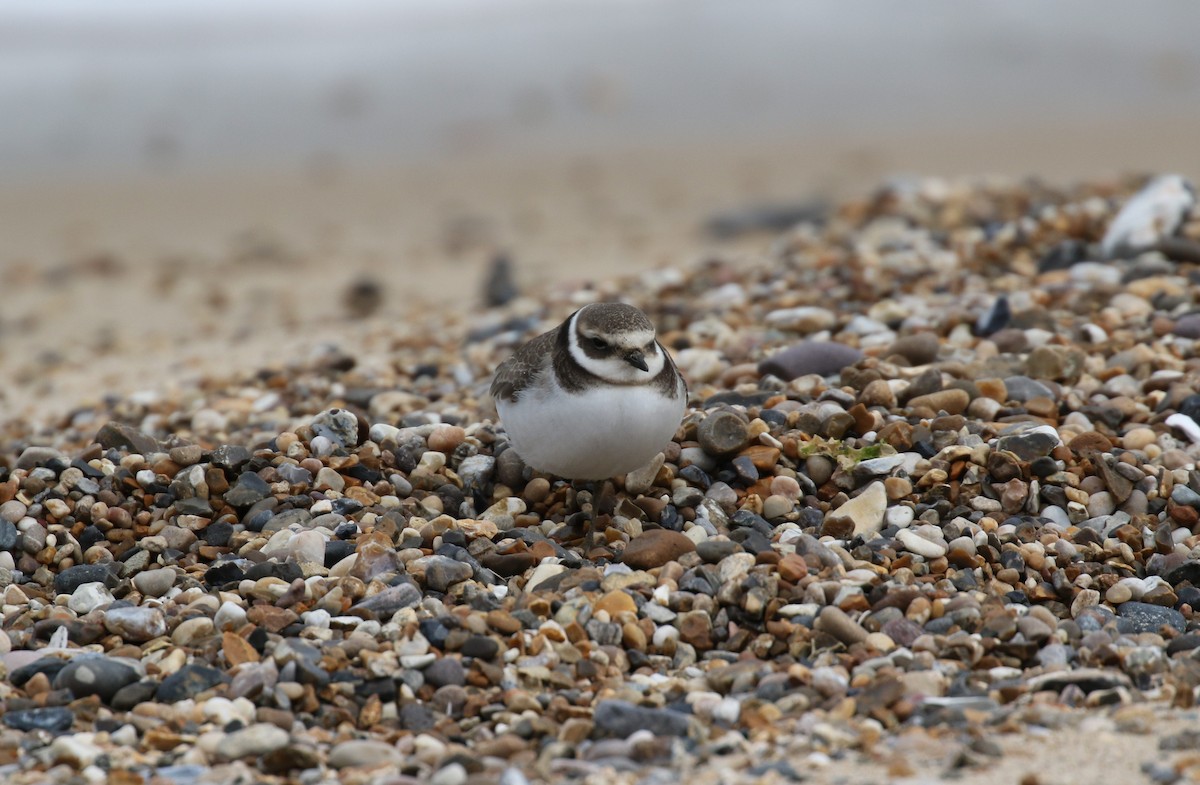 Common Ringed Plover - ML642008877