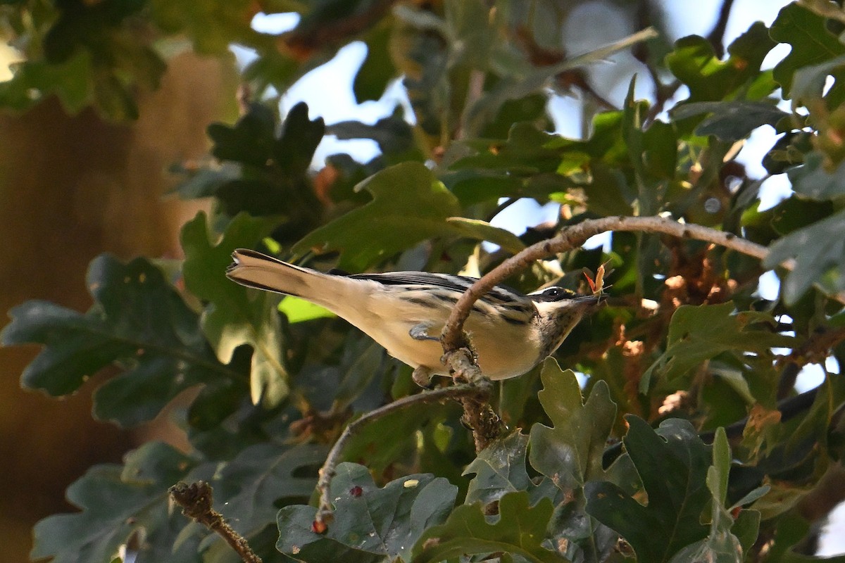 Black-throated Gray Warbler - ML642008878