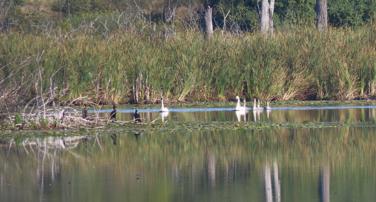 Double-crested Cormorant - ML642008879