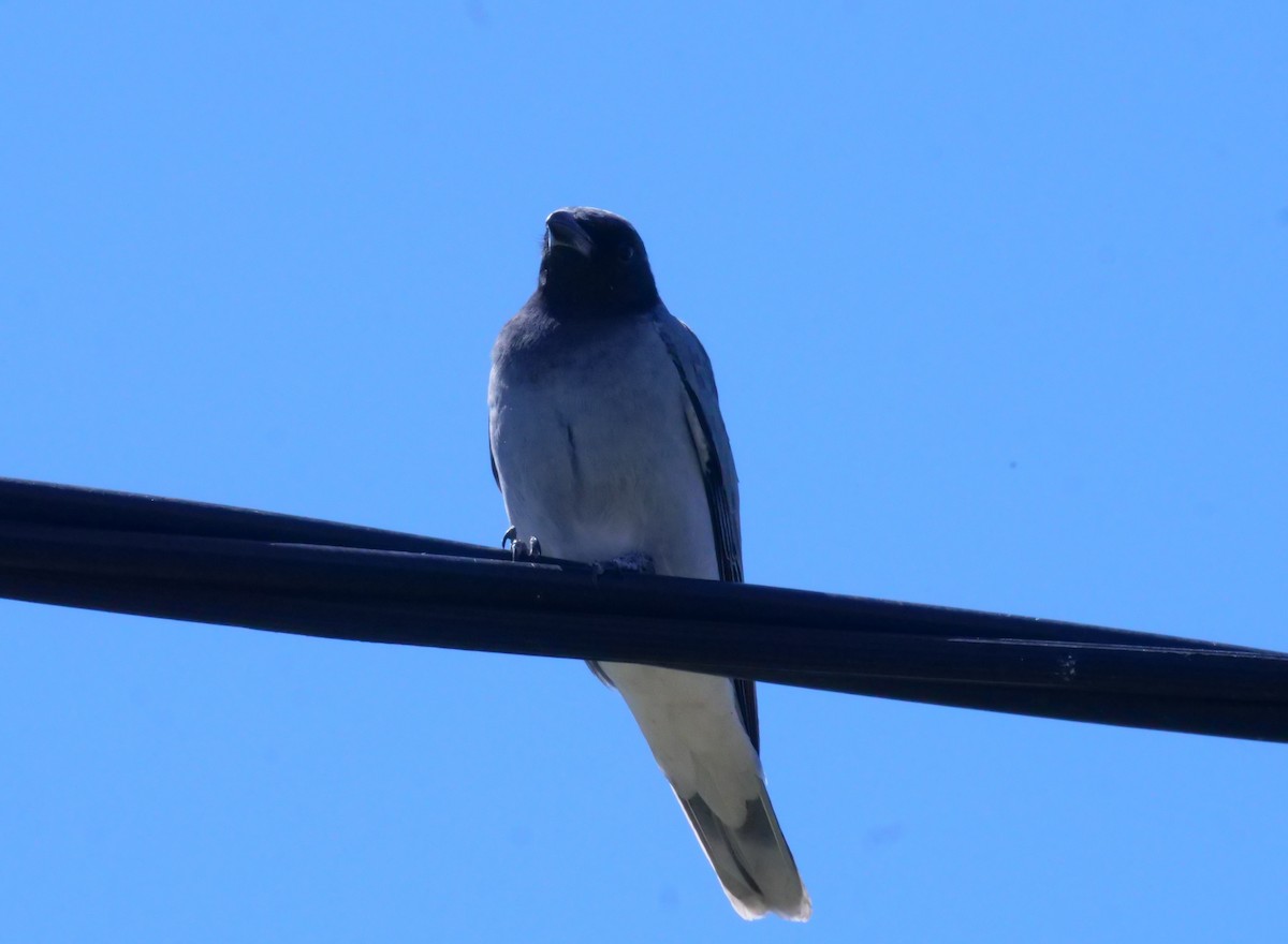 Black-faced Cuckooshrike - ML642008881