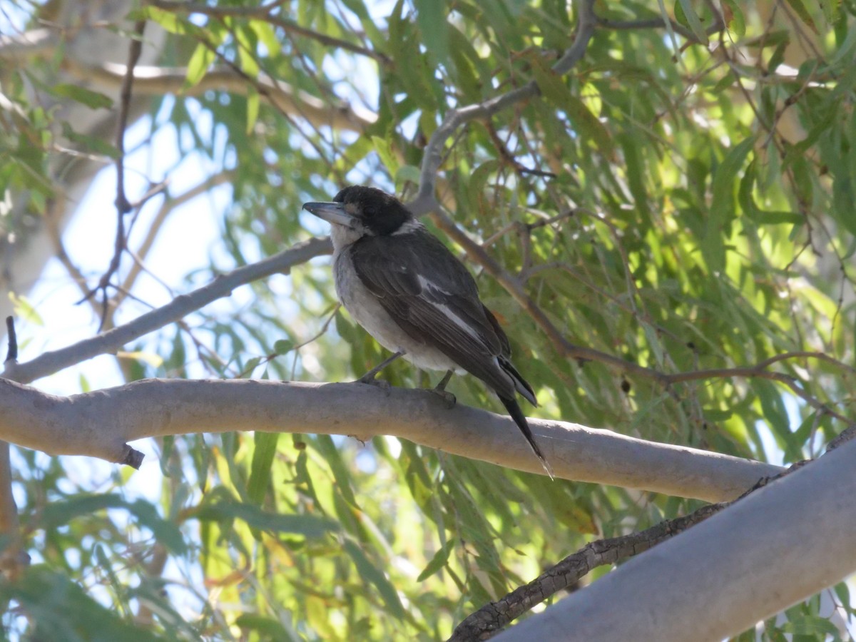 Gray Butcherbird - ML642008882