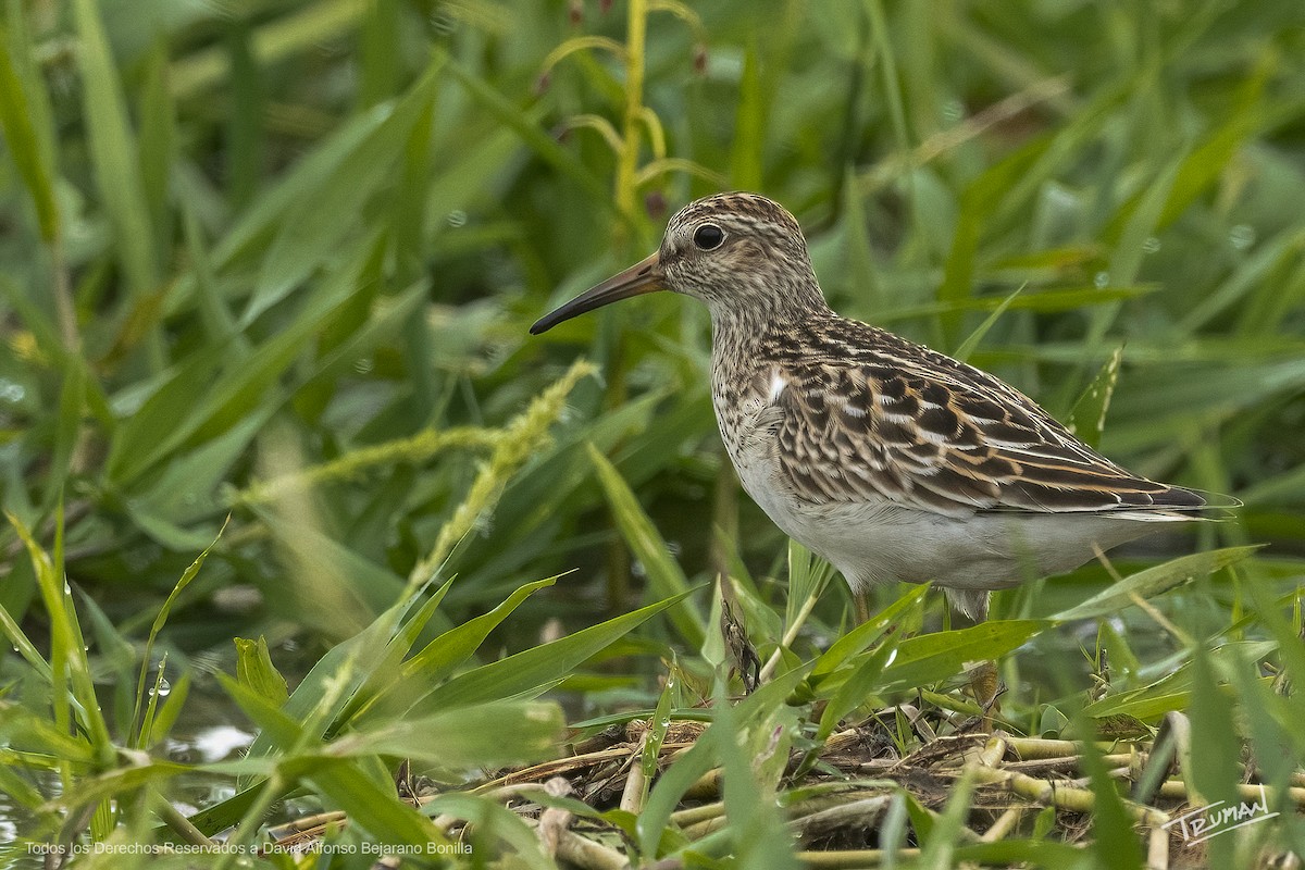 Pectoral Sandpiper - ML642008883