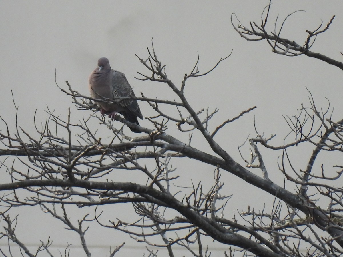 Eared Dove - ML642008884