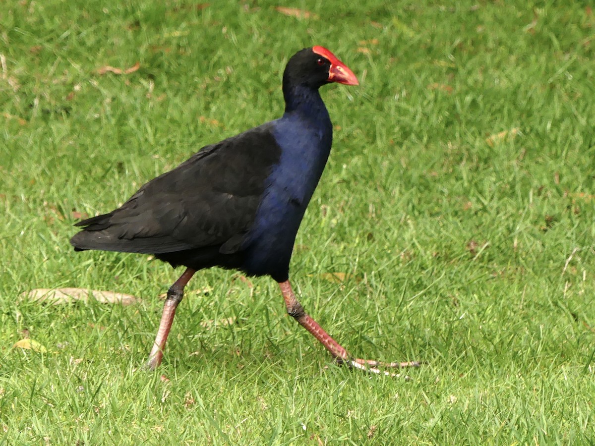 Australasian Swamphen - ML642008885