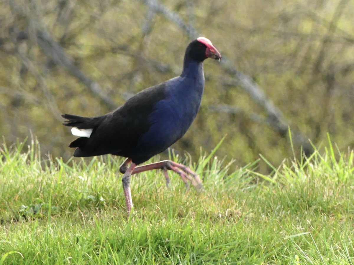 Australasian Swamphen - ML642008886
