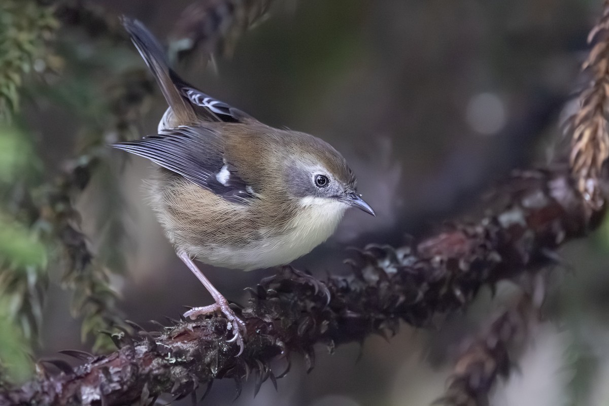 Scrubtit - ML642008890