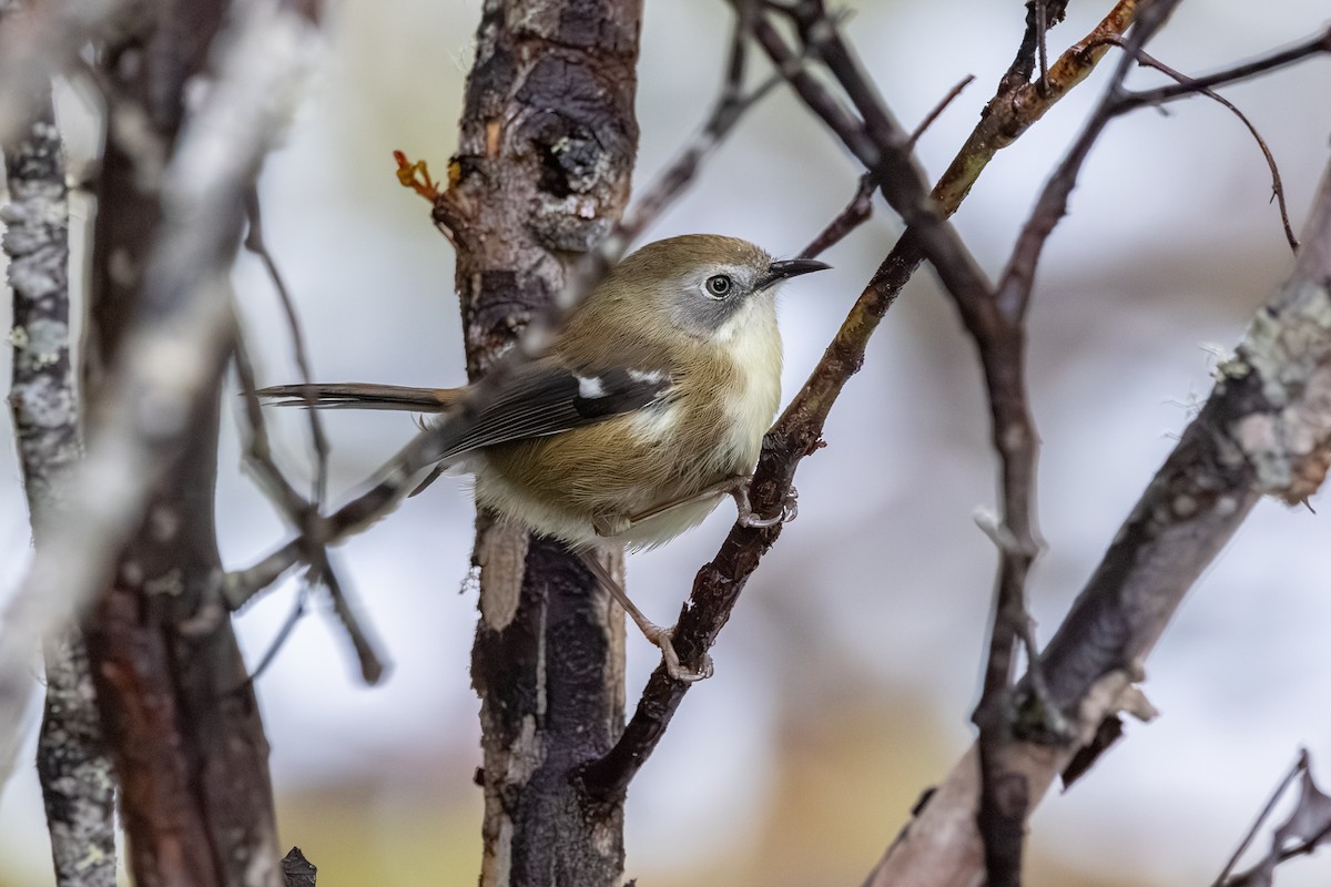 Scrubtit - ML642008891