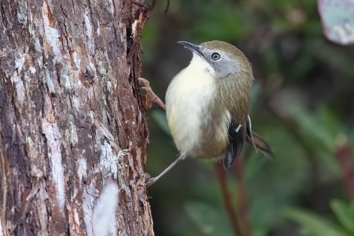 Scrubtit - ML642008892