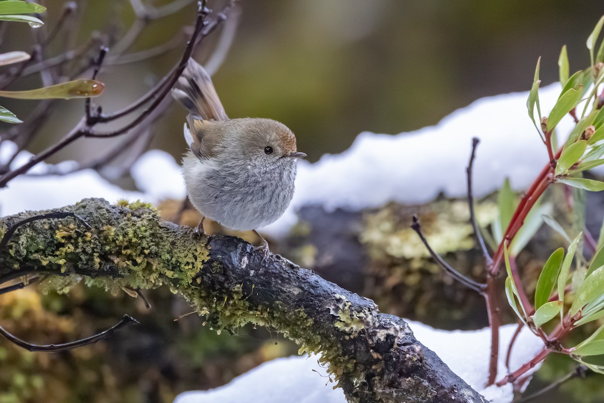 Tasmanian Thornbill - ML642008896