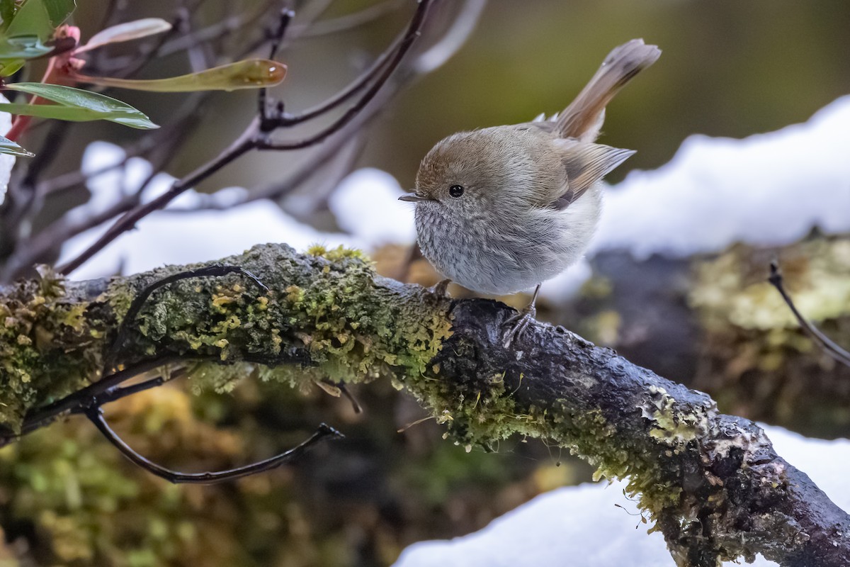 Tasmanian Thornbill - ML642008897