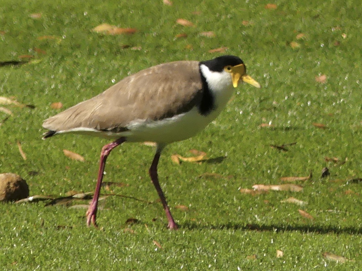 Masked Lapwing - ML642008898