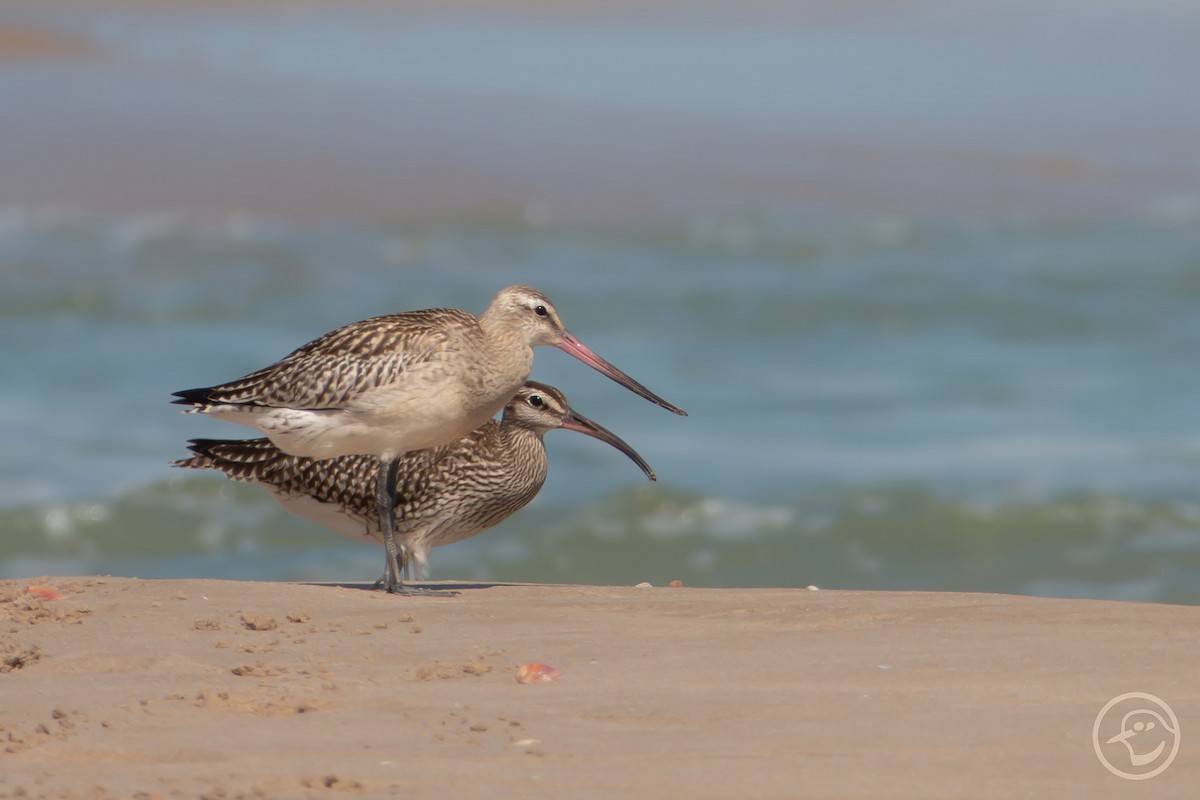 Bar-tailed Godwit - ML642008899