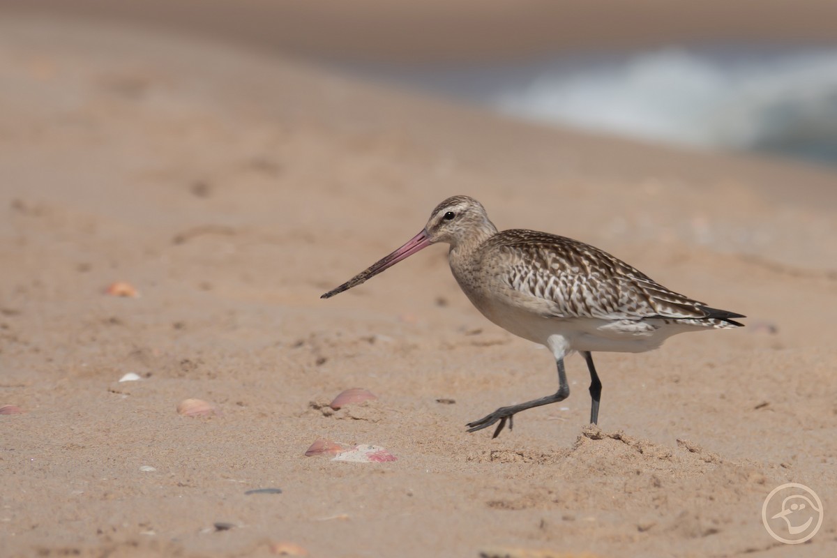 Bar-tailed Godwit - ML642008900