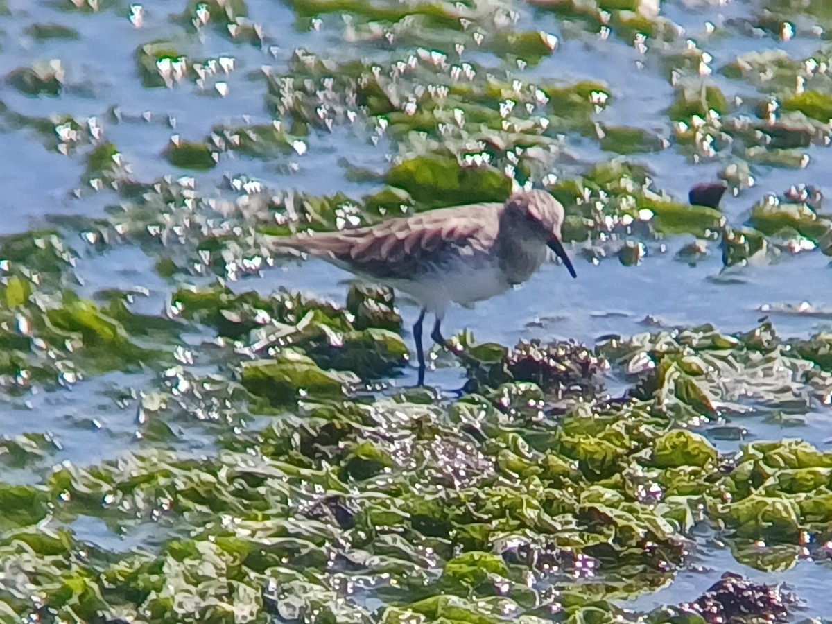 pygmésnipe - ML642008902
