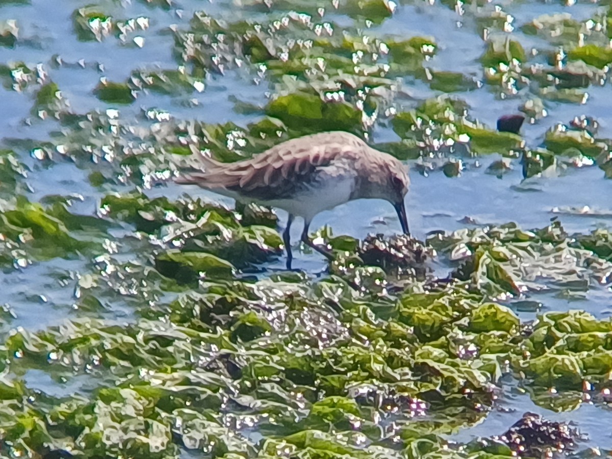 pygmésnipe - ML642008903