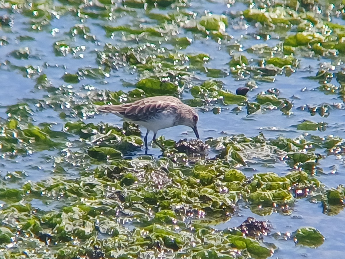 pygmésnipe - ML642008904