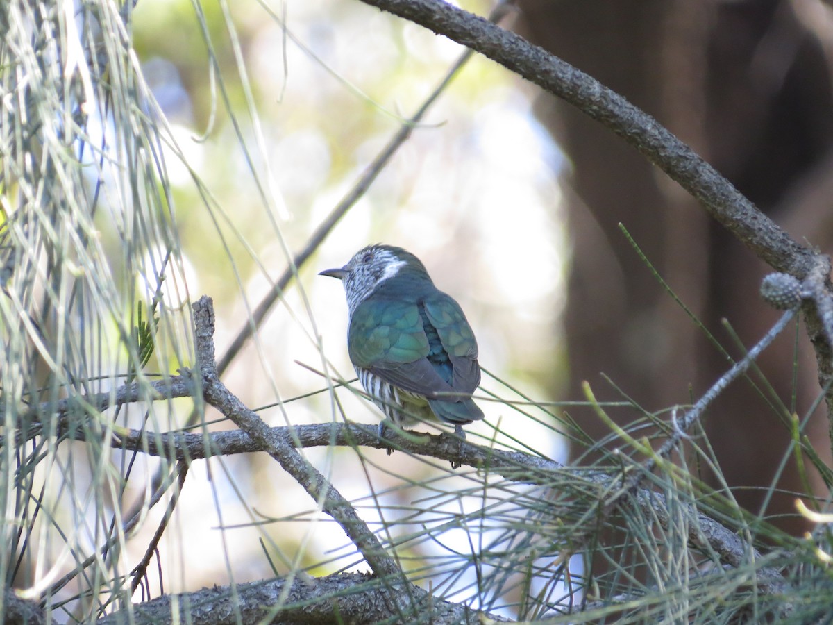 Shining Bronze-Cuckoo - ML642008906