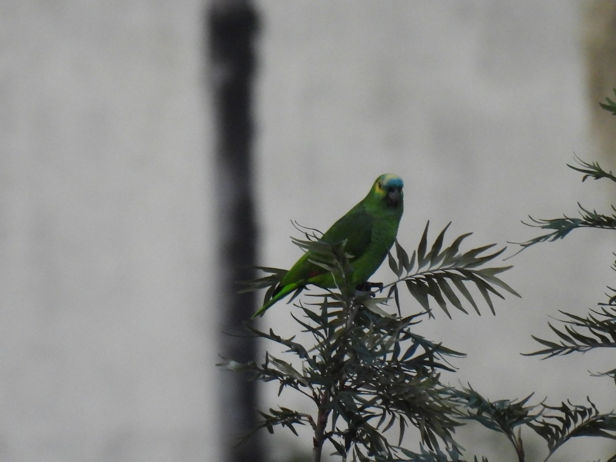 Turquoise-fronted Amazon - ML642008907