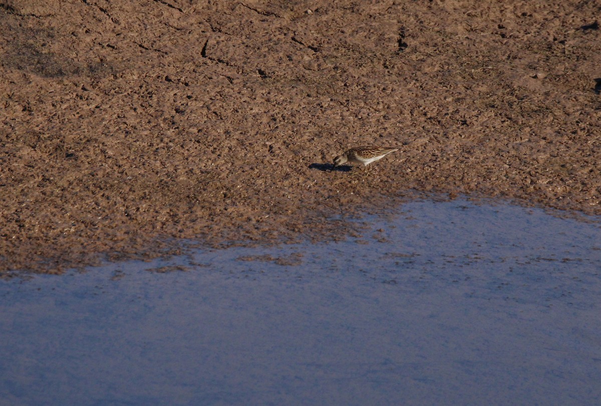 Least Sandpiper - ML642008908