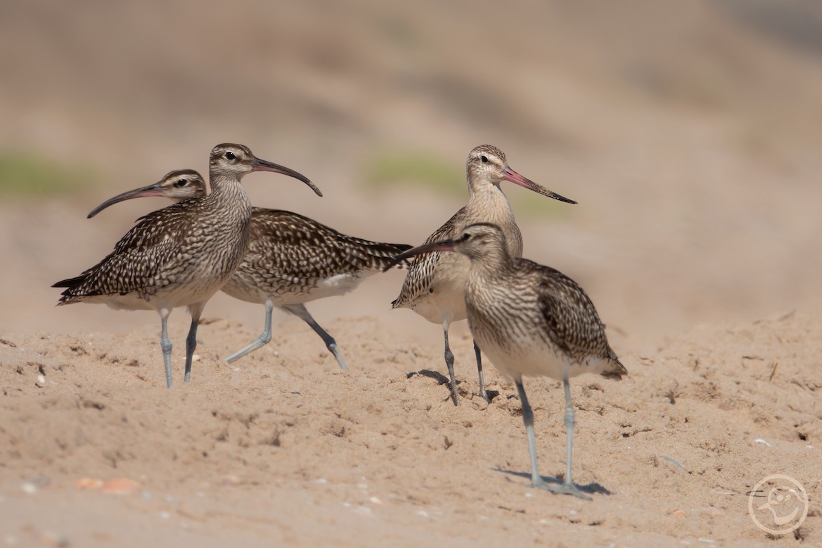 Whimbrel - ML642008910