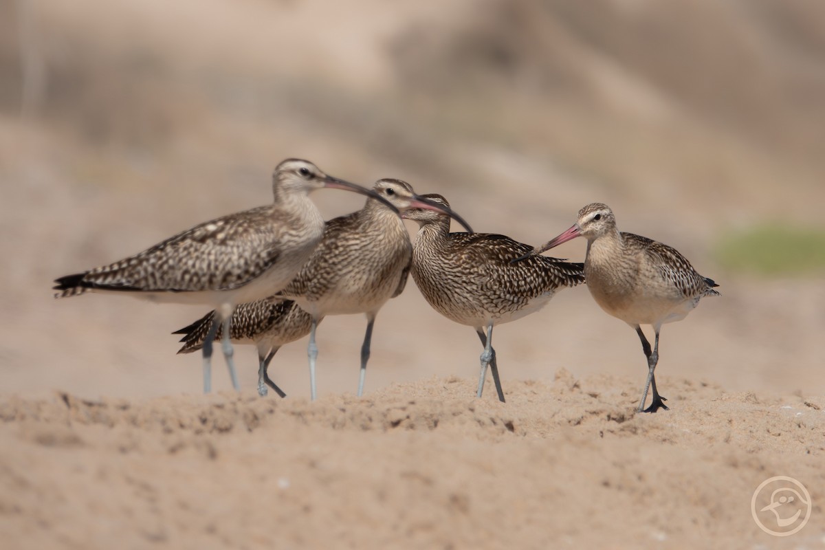 Whimbrel - ML642008911